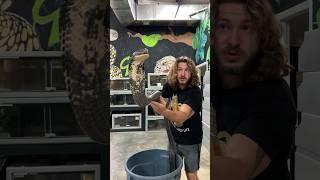 King Cobra Strikes! #short #shorts #snake #kingcobra #nature #animal #wildlife #cobra