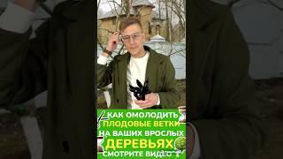 #обрезкадерева #обрезкасада #обрезкаяблони #обрезкагруши #обрезкачерешни #обрезкамолодогодерева #сад