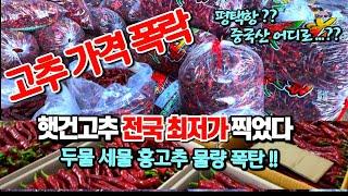 최저가 햇건고추 물량 터졌다! 대박! 두물,세물 홍고추 지천으로 깔렸다! 가격은?? [남촌농산물도매시장 풀영상]