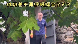 徐奶爸再现园区，福宝兴奋迎接，谣言不攻自破 #大熊猫福宝