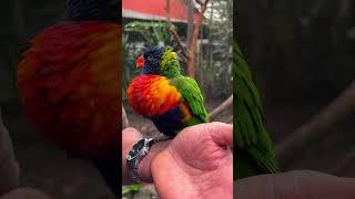 ️Chillin with a Colorful Bird|Lorikeet|#lorikeets#lori #parrots #parrotlovers #colorfulbirds