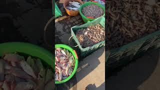 Mirkarwada jetty#ratnagiri #kokanfood #fish #freshfish #trendingshorts #viralvideo #ytshorts #mayra