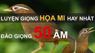 35 phút mỗi ngày luyện giọng Họa Mi hót hay nhất