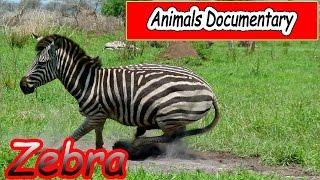 Animals Documentary - Zebra Documentary