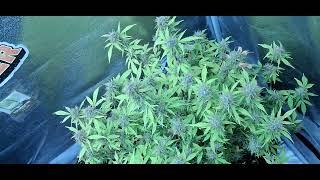 top view of purple auto original sensible seeds