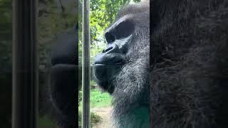 Silverback Gorilla shows visitors he is powerful