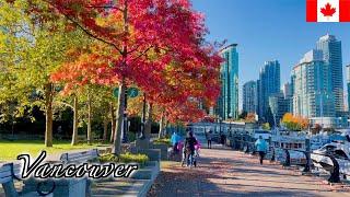 Vancouver Autumn Walk - Coal Harbour with Autumn Foliage - 【4K 60fps】