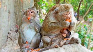 Briana With Mom Nanda And Baby Britta So Sweet Wildlife KH