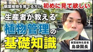 観葉植物を初めて育てる方に最初に見て欲しい動画