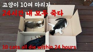 More than 10 cats die within 24 hours