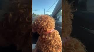 Moochi imitating a motorcycle sound  #poodlemix #funnypuppy #puppyvideos #toypoodle #puppylife