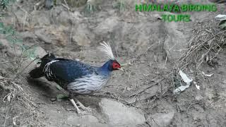 Kalij pheasant ( Male  )