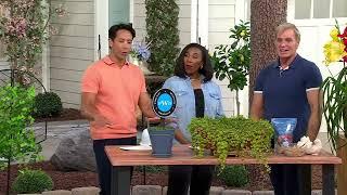 Phillip Watson Designs 6-Piece Creeping Jenny Live Plants on QVC