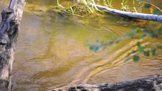 4-6 lbs brown trouts rising up close, by André Brun