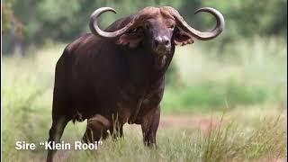 Buffalo Bull  - 50" Thor
