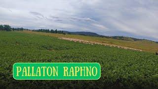 THIS WILL GROW SOME LAMB | Pallaton Raphno | Australian Sheep Farming