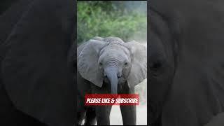 Elephant Calf 2 #viral #animals #shorts #short #youtubeshorts #shortvideo #trending