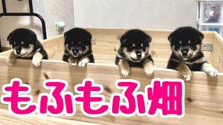 【柴犬 子犬】高くした壁をついに乗り越えてしまった子犬