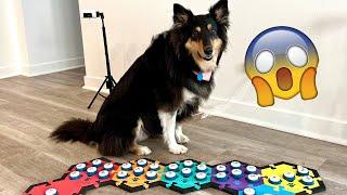 Talking Dog Buttons - Funniest, smartest, and BEST moments