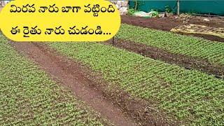 Mirchi "నారు " రైతులు ఈ విధంగా పెంచుకుంటే బాగా పెరుగుతుంది ఒక్కసారి వీడియో చుడండి మీకే అర్ధంఅవుతుంది