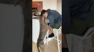 A Hungry Dog's Pursuit #dog #youtubeshorts