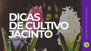 Dica de cultivo de jacinto