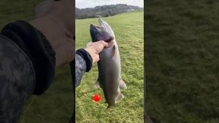 Rainbow  trout fishing  #fishing #fishinglife