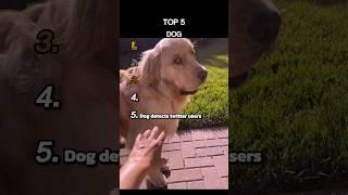 Top 5 Dog