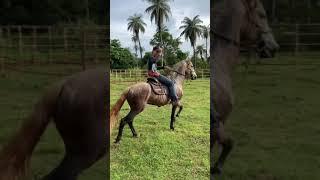 Cavalo Bom