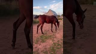 Hip #132 Zero Two Sixty Video 1