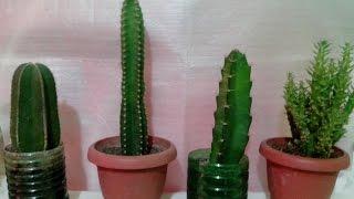 Presentando 4 Tipos de Cactus