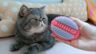 異國短毛貓新玩具2寵物貓按摩梳開箱 Exotic Shorthair cat new toy open box2 Body massage blush