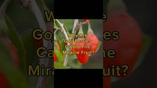 Why are Goji Berries Called the Miracle Fruit?  #gojiberry