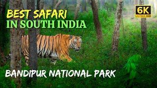 Bandipur Safari in 6K English | Beautiful Forest of South India | Tiger and Leopard Sighting