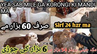 korangi bakra mandi lastest update quality wala be agaya korangi mein rate be munasib 23-dec-2024