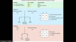 Lethal allele combination