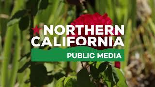 Northern California Public Media ID/Technical Difficulties (2020)