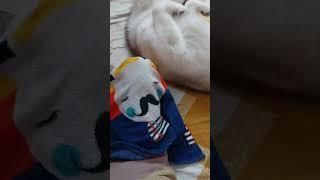 Funny husky dog#huskyworldwide #explore #huskydog #funnyhuskydogpuppy #lifewithhusky #tokingdog