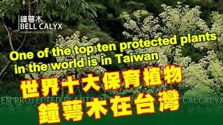 鐘萼木 世界十大保育植物之一 在侯硐 One of the top ten protected plants in the world  the calyx in Houtong Taiwan