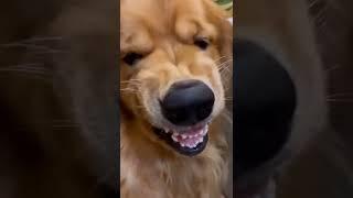 #funnydogs #viral #shorts #shortvideo #shortsfeed #maipm #goldenretriever #cutehub #maymo  #awwdogs