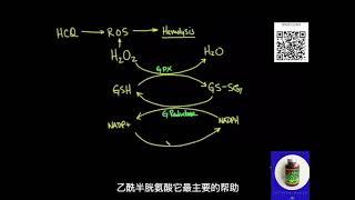 昆达素——常青之泉