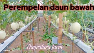 Perempelan daun bawah melon NFT || Sweet Net 9 || melon hidroponik || berkebun di rumah