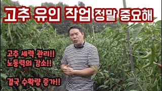 고추 재배의 정석!!! 유인 작업의 중요성!!! 부록 올해 고추가 덜 매운 이유는??