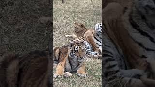 Релакс с тигрятами и львятами. Тайган.