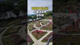 서울대공원 장미원 주말 근황
