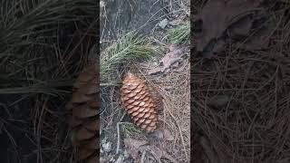pinecone in a forest #shorts