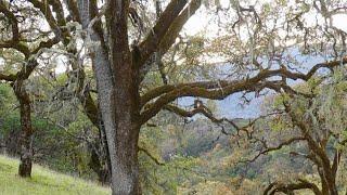 The Plants and Animals of Bay Area Oak Woodlands - Kate Marianchild and POST