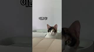 #이쁜이 #벼리 #냥펀치 #고양이 #대답냥