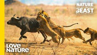 Cameraman Breaks Down Animal Hunting Scenes | Nature of the Beast | Love Nature