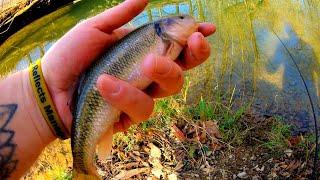 LEARN When To Catch MASSIVE Creek Chubs! The best BAIT! #fishing #roughfish #livebait_fishing #howto